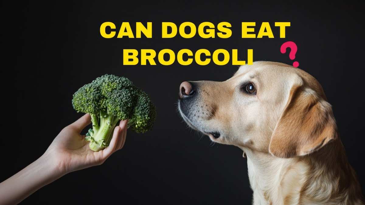 dog eating broccoli