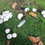 epsom salt for stump removal