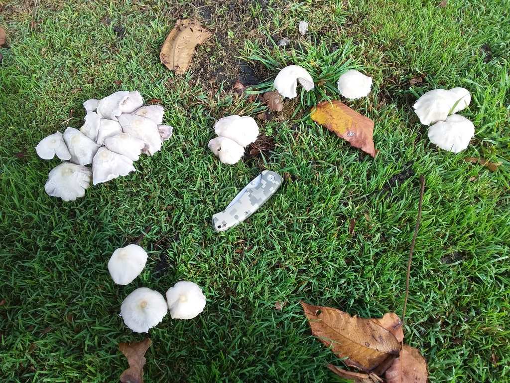 epsom salt for stump removal
