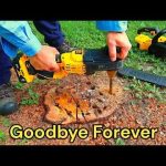 epsom salt to remove stumps