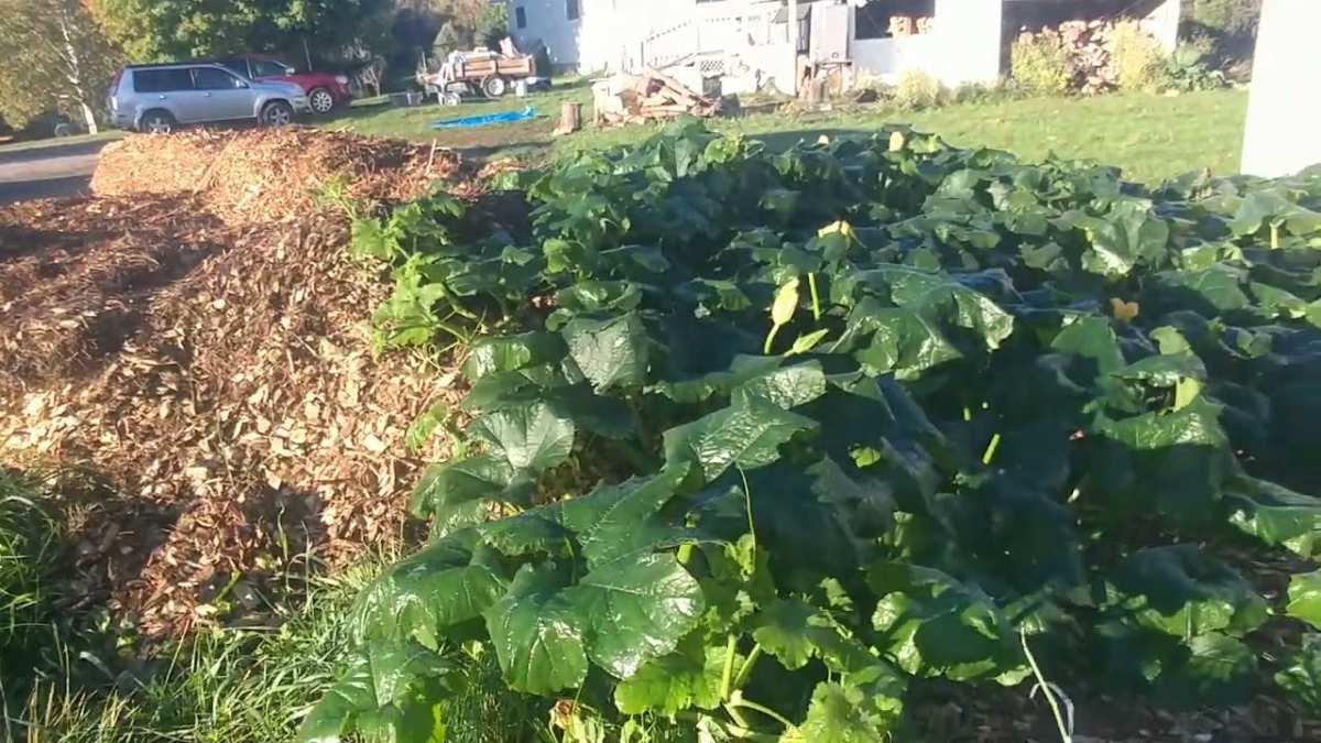 frost damaged squash vine
