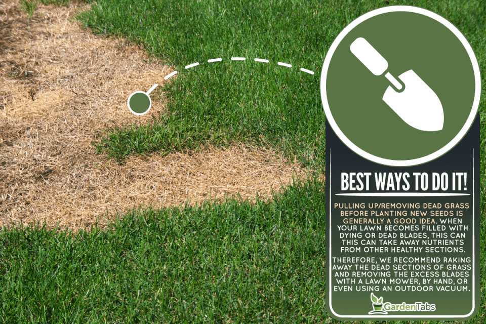 grub damage identification pull test lawn
