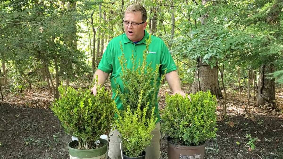 healthy boxwood after treatment