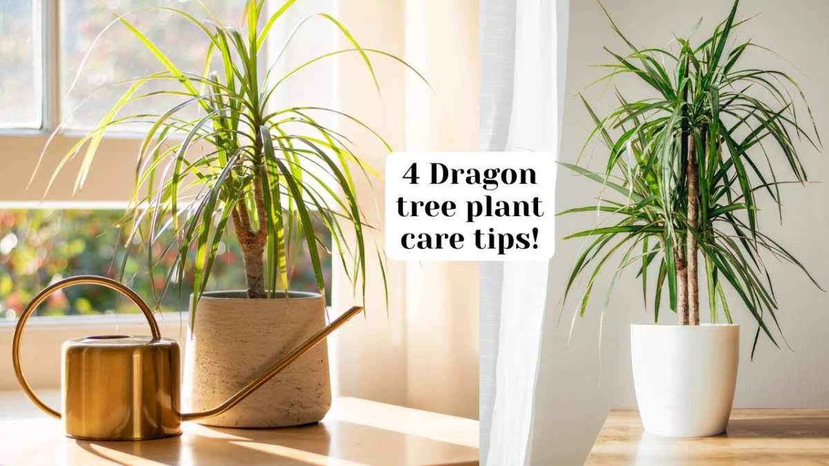healthy Dracaena marginata new growth