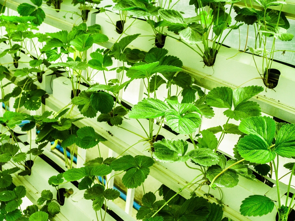 how often do i water mint