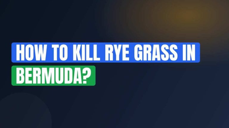 How To Kill Rye Grass In Bermuda?
