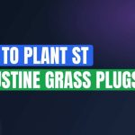 How To Plant St Augustine Grass Plugs