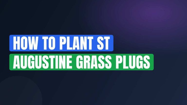 How To Plant St Augustine Grass Plugs