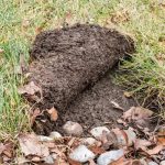 lawn grub damage