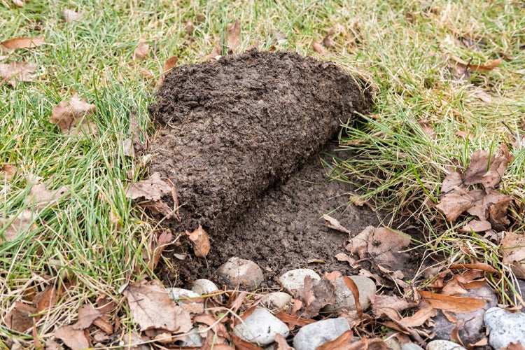 lawn grub damage