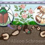 lawn grub lifecycle