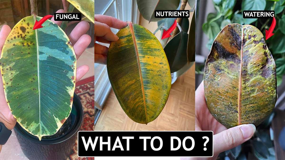 leaf desiccation from salt