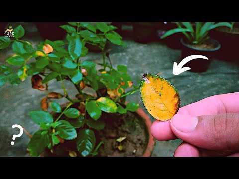 miniature rose leaves turning yellow