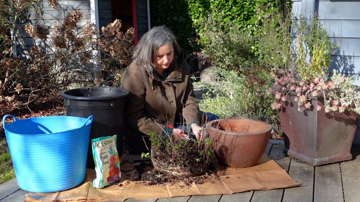 mint in winter dormant