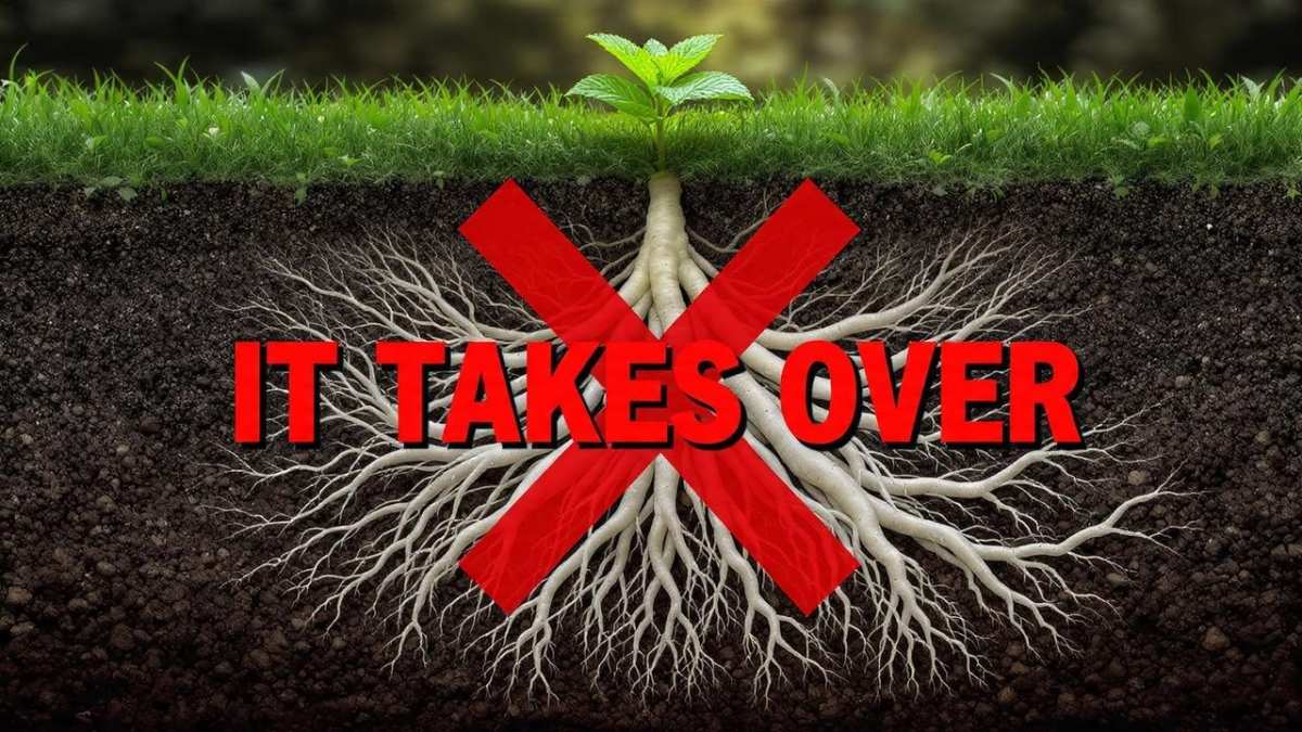 mint rhizomes