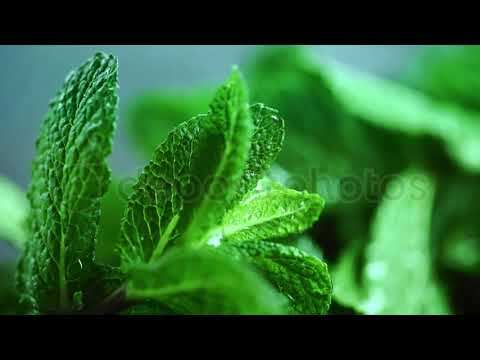 mint root system