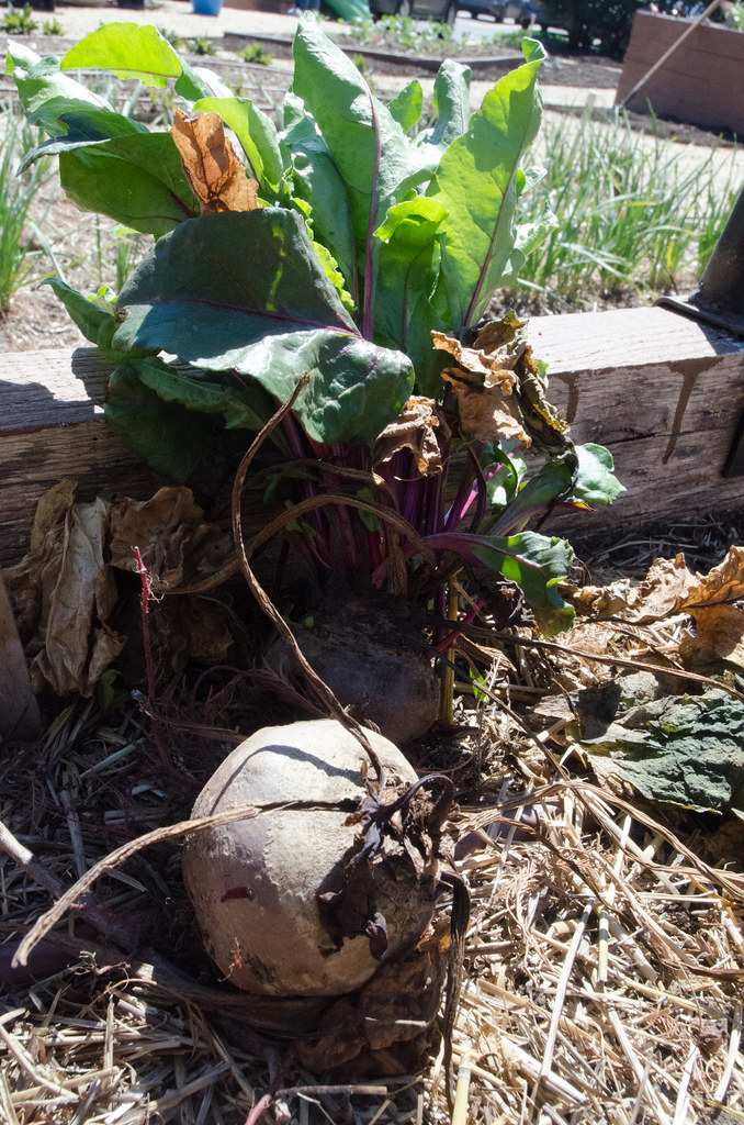 mulch mint garden