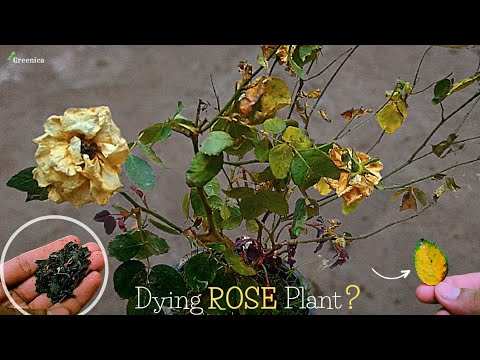 overwatering miniature rose