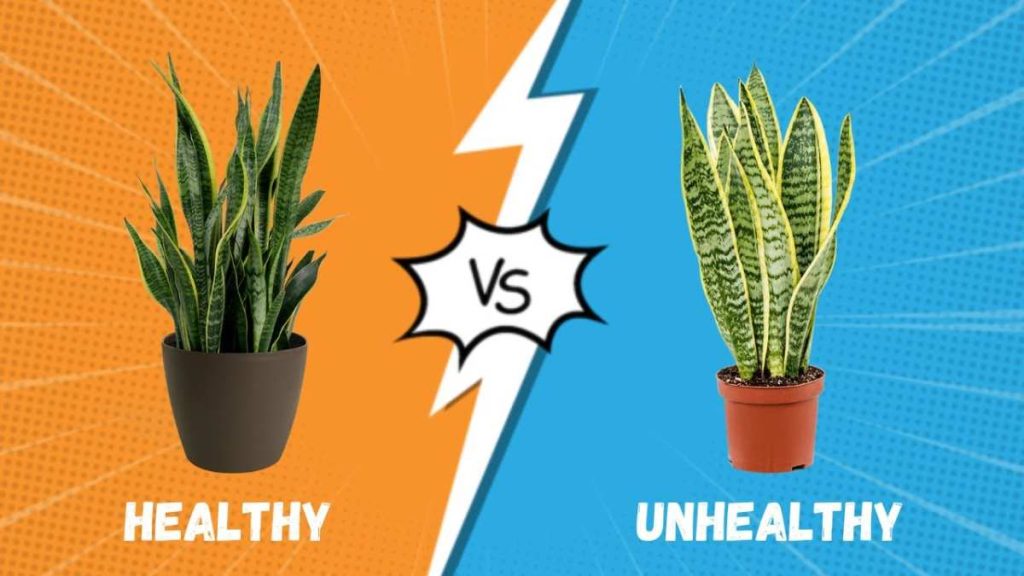 overwatering vs sunburn snake plant