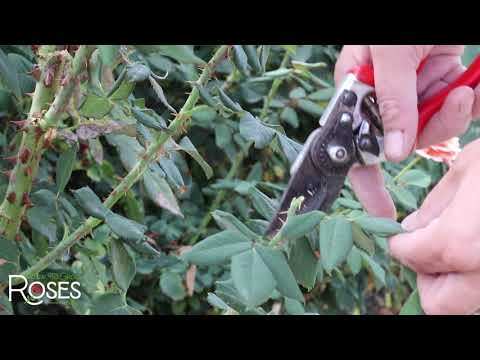pruning yellow leaves on miniature rose