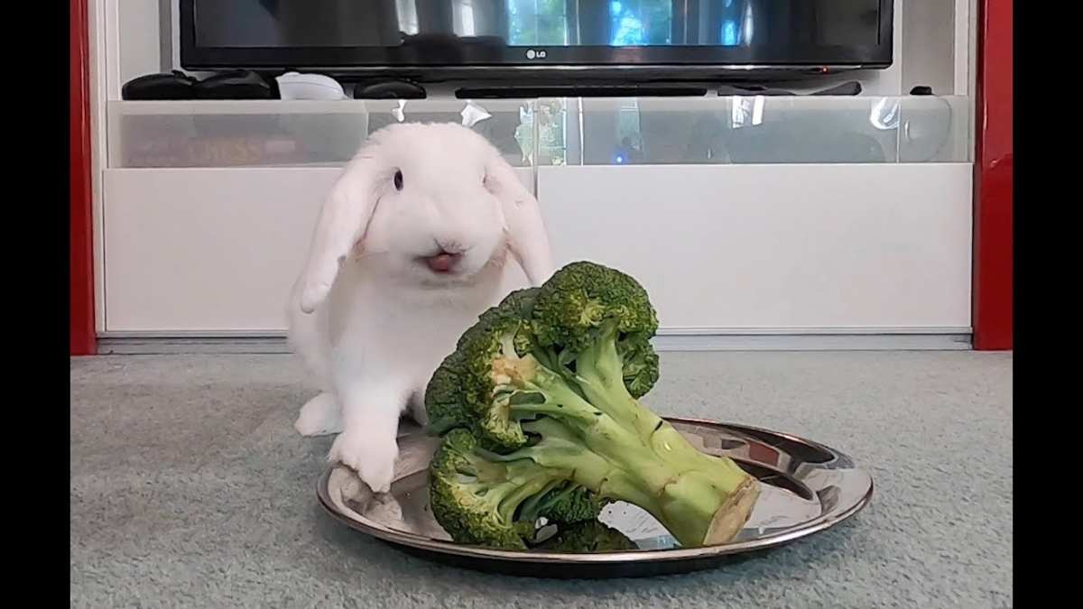 rabbit eating broccoli