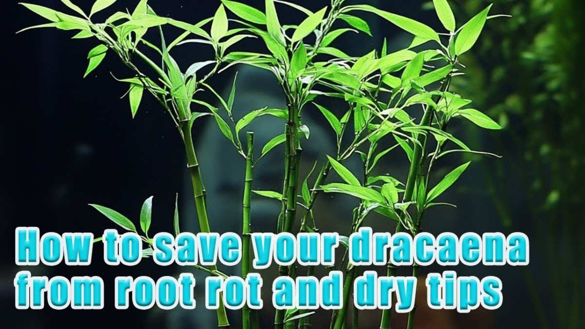 root rot on Dracaena marginata