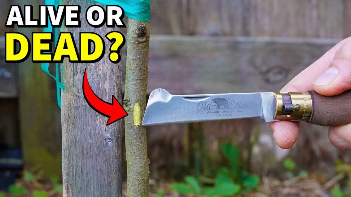 scratch test tree branch green cambium
