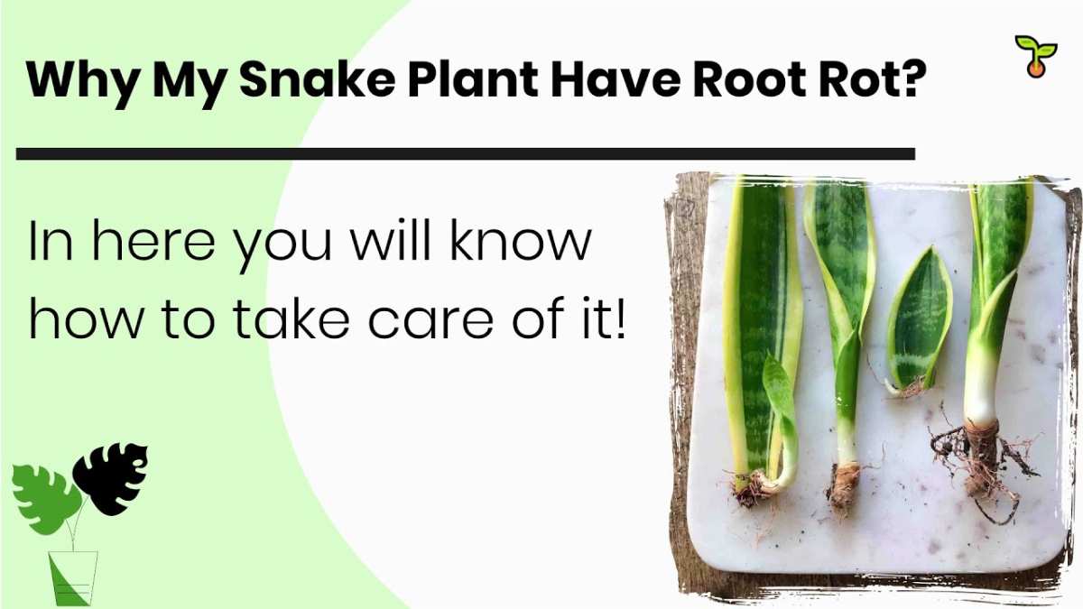 snake plant root rot