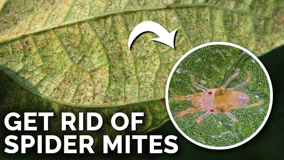spider mite damage webbing on arborvitae