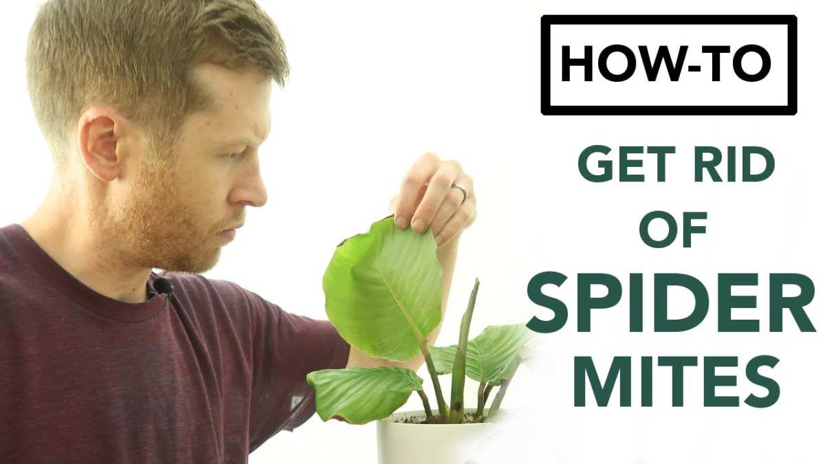 spider mites on houseplant leaves