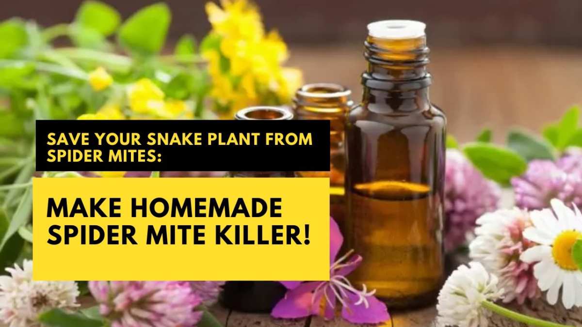 spider mites snake plant