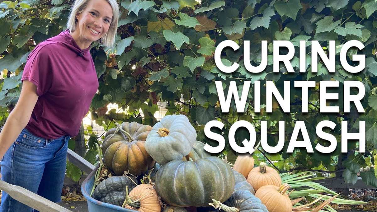squash curing process