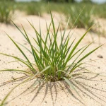 What grass grows best in sandy soil?