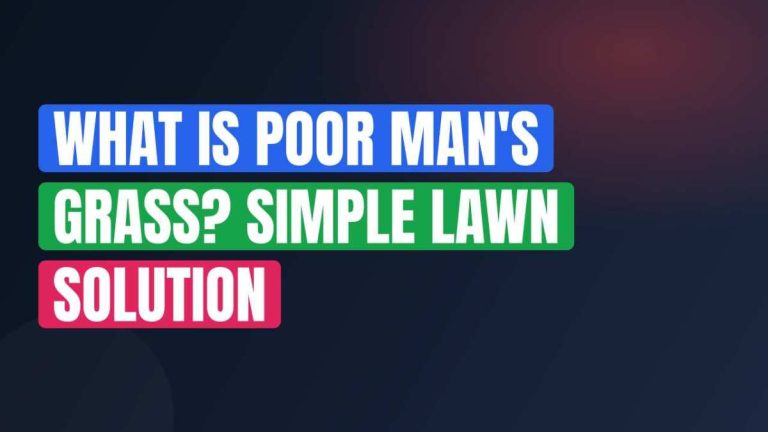What Is Poor Man's Grass? Simple Lawn Solution