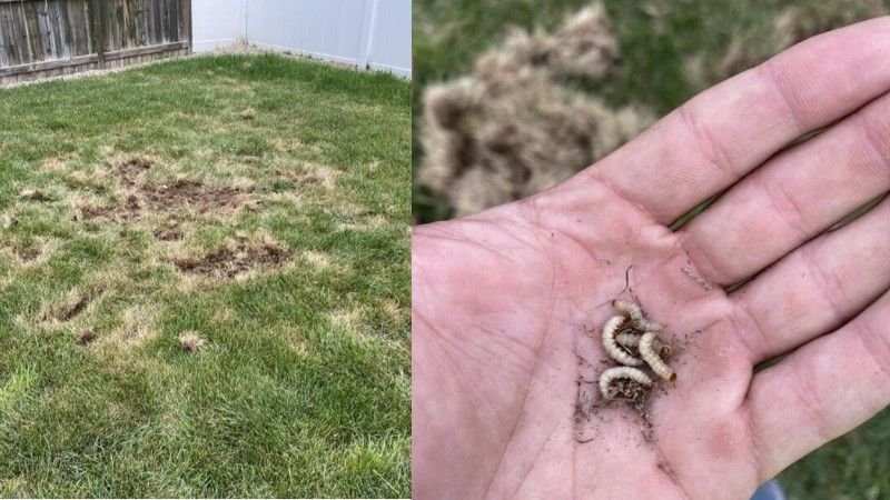 when to spread grub killer