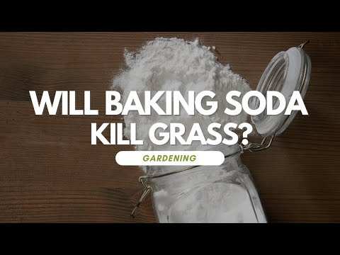 Where Baking Soda Works Best vs. Where It Just Makes Things Worse
