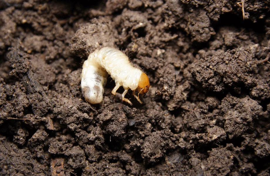 white grub in lawn