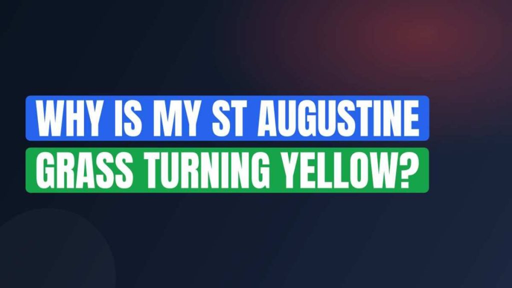 Why Is My St Augustine Grass Turning Yellow?