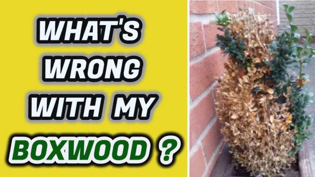 why my boxwood turning yellow