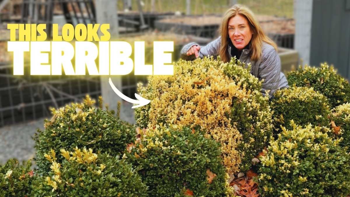 winter burn boxwood