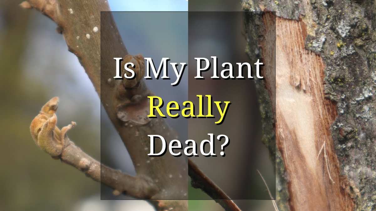 winter killed mint plant