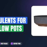 10 Best Succulents for Shallow Pots