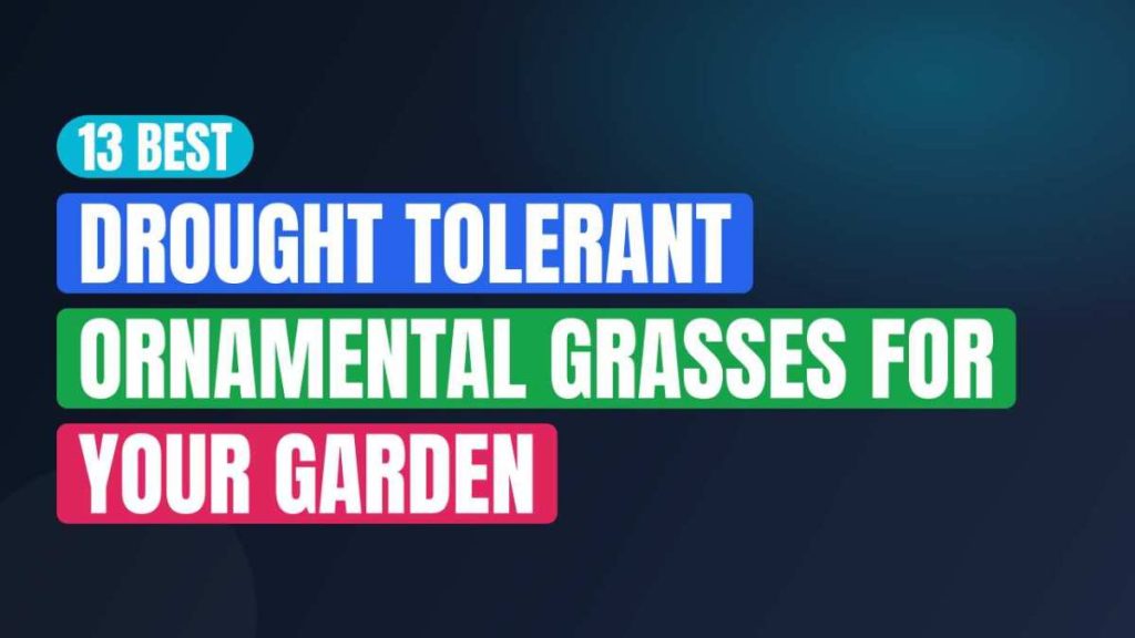 13 Best Drought Tolerant Ornamental Grasses For Your Garden