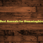 5 Best Annuals for Hummingbirds