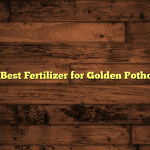 5 Best Fertilizer for Golden Pothos