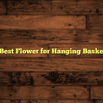 5 Best Flower for Hanging Baskets