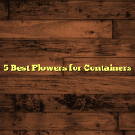 5 Best Flowers for Containers