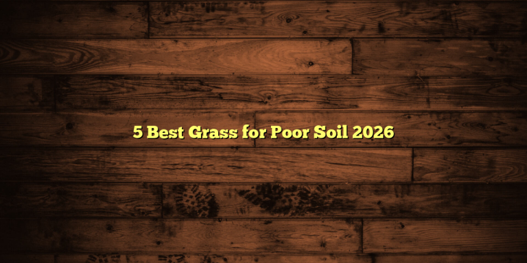 5 Best Grass for Poor Soil 2026