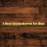 5 Best Groundcover for Sun