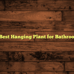 5 Best Hanging Plant for Bathroom